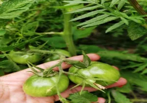 TIH Buckwheat Root Camp - Turtuk