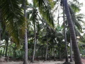 Shree Resort