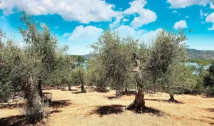 Agriturismo Santomanno