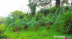 Ceiba Tree Lodge