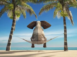 Elephant Beach