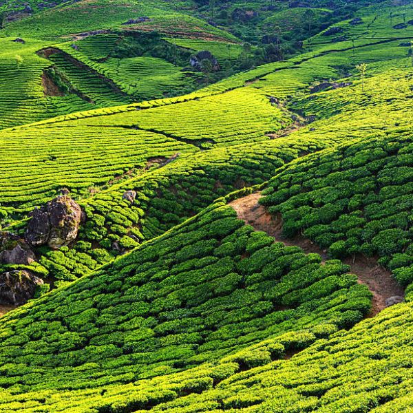 7-Day Tour of Gangtok, Kalimpong & Darjeeling: Nature Escape