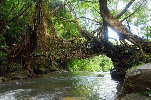 Northeast India Tour: 5 Days of Enchantment