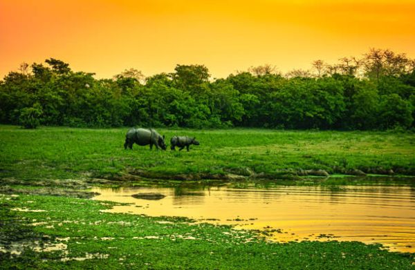 Manas National Park: 5-Day Wildlife Adventure