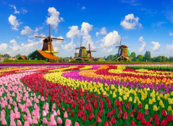 Enchanting Netherlands: 3 Days & 2 Nights of Adventure!