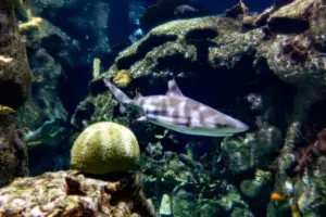 Shark Reef Aquarium At Mandalay Bay