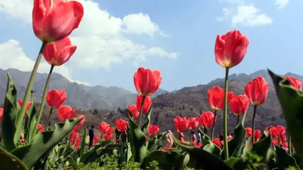 3 Nights & 4 Days Kashmir Tour: Embrace Tranquility & Beauty