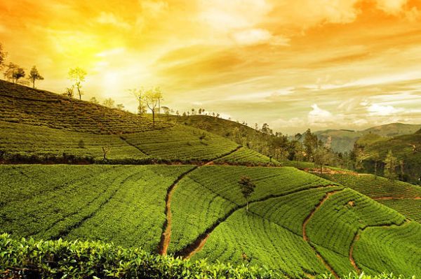 Embrace Romance in Nature: 4 Nights & 5 Days of Captivating Thekkady Honeymoon Bliss