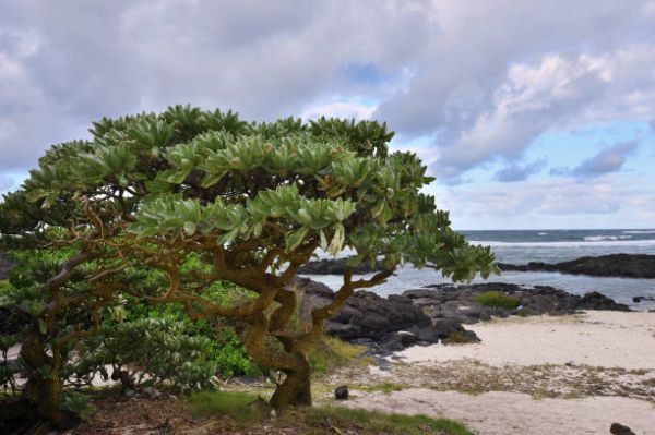 Explore Mauritius: 15 Days Self-Driving Eco-Friendly Adventure