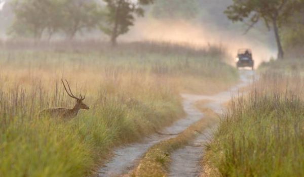 Jim Corbett Family Trip | 2 Days & 1 Night Adventure