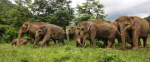 Elephant Nature Park, Chiang Mai
