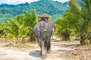 Night Safari, Chiang Mai