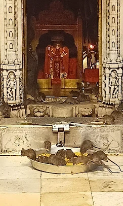 Karni Mata Temple