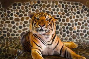 Tiger Park Pattaya: A Unique Wildlife Experience